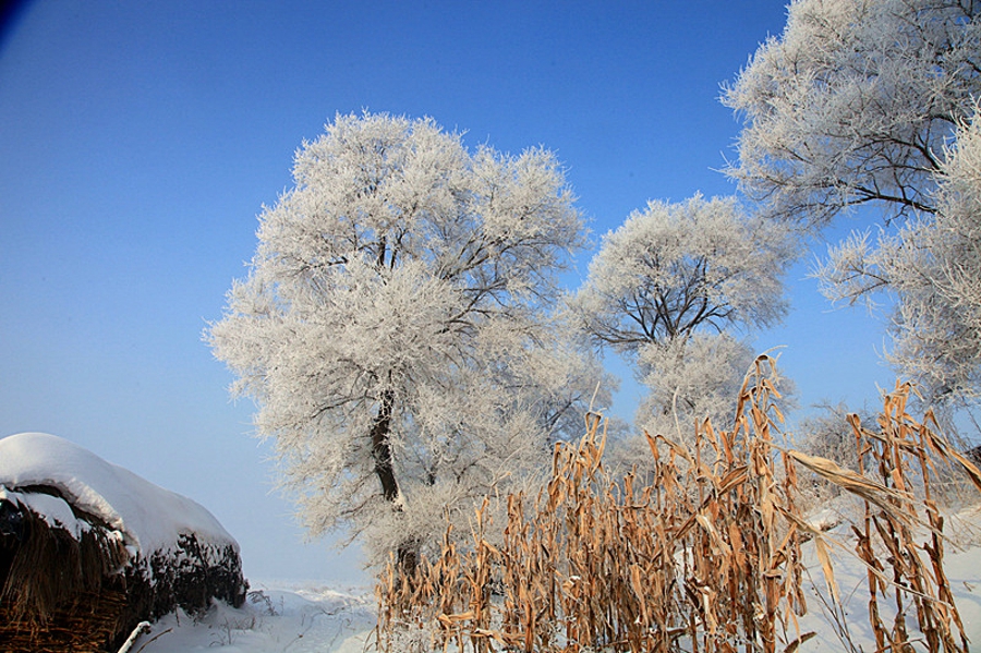 吉林雾凇岛的好看的雾凇倒影图片,吉林雾凇岛和雪谷雾凇岭