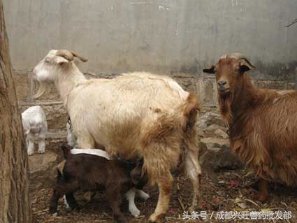 如何帮助难产的母羊产仔,母羊产仔最好的办法