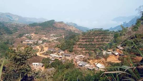 易武半部普洱茶历史,02年六大茶山易武普洱茶