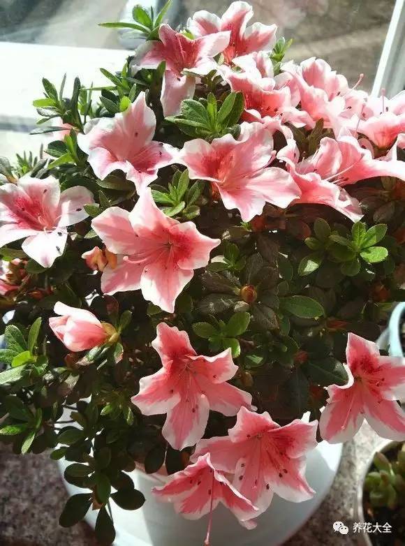 最美大杜鹃花图片,中国最美天然杜鹃花