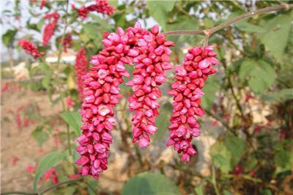 乳腺增生民间小偏方,乳腺纤维瘤食疗小偏方