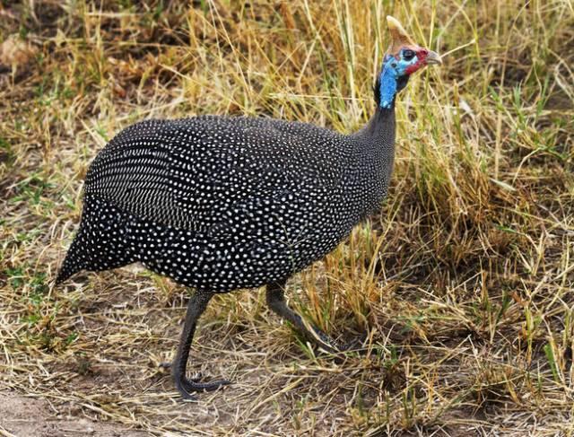 云南十大漂亮的鸡,云南第一生态鸡