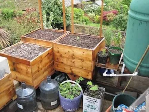 盆栽植物自动浇水技巧,常见植物浇水的正确方法