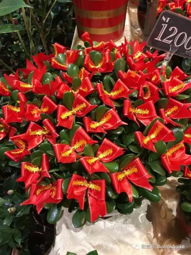 春节花市的鲜花,春节能看花的植物