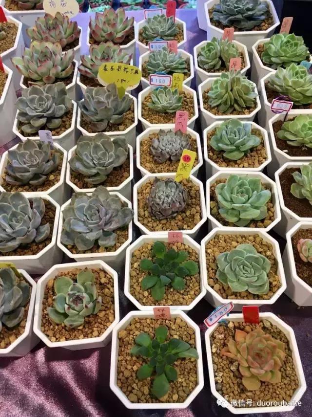 台湾寻肉之旅：小玲带你逛春节的台北花市！