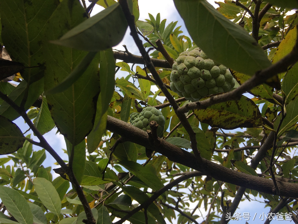 适合深圳种植的植物,深圳适合种植的植物