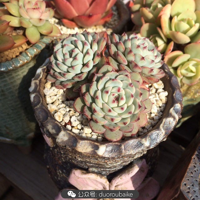 院子阳光房多肉,阳光房庭院多肉