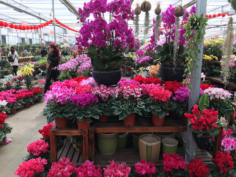 年宵花市探“鲜”记(一)之孤独的花大姐