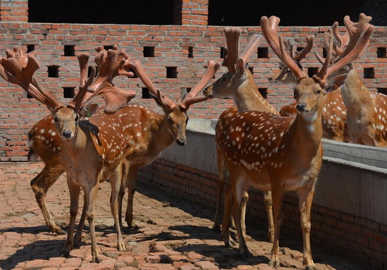 梅花鹿的鞭如何分真假,鲜梅花鹿的鞭如何分真假