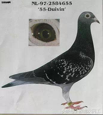 著名赛鸽家杨阿腾,赛鸽血统杨阿腾