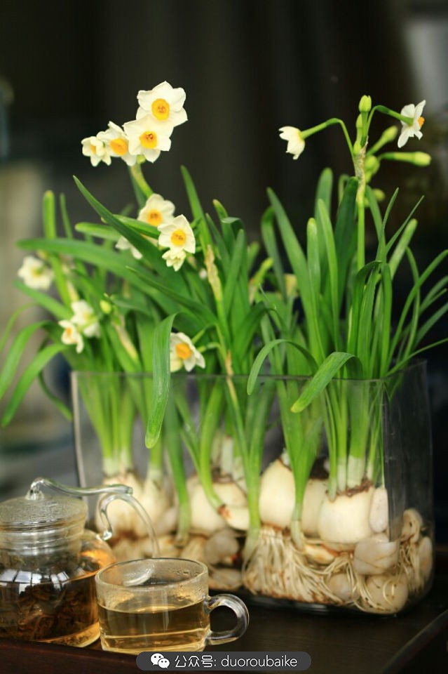 养多肉的基本常识和技巧,养多肉的正确方法讲解