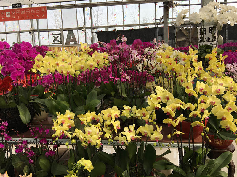 年宵花市探“鲜”记（一）之孤独的花大姐