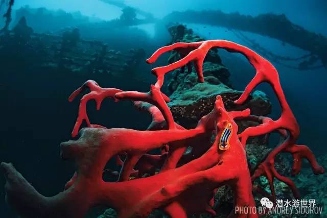 变性、伪装、雌雄同体--谁是微距世界的奇葩?