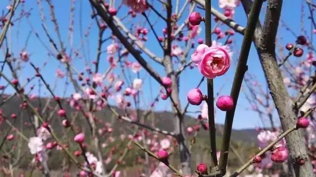苏州春季梅花免费观赏胜地,苏州梅园赏梅花时间