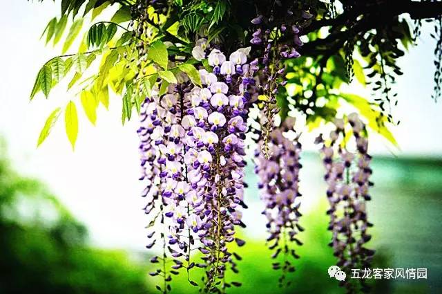 五龙客家风情园营业时间,赣州五龙客家风情园门票免费送