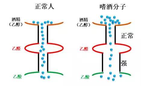 喝酒脸红和喝酒不脸红到底谁能喝,喝酒脸红的人到底能喝红酒吗