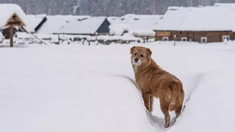 最新喀纳斯禾木视频,新疆喀纳斯禾木冬天视频