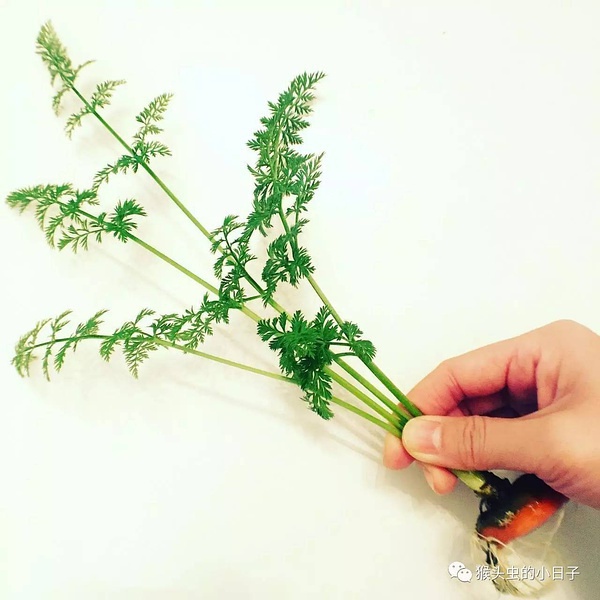 豆瓣日记:南瓜汤－－出门买菜的正能量