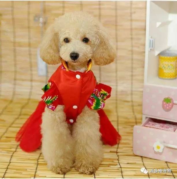 春节回家带狗需要注意什么呢,春节怎样才能带宠物狗狗出境旅游