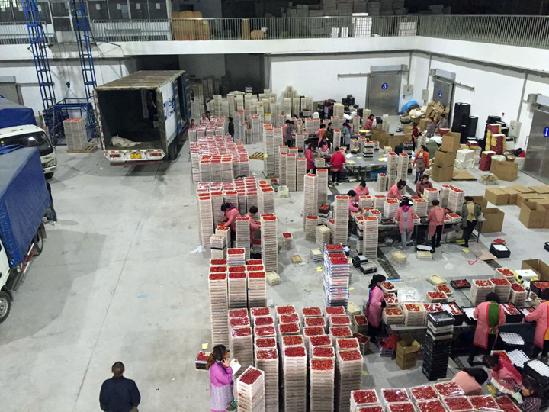 中国草莓第一县东港,东港何应奇草莓基地