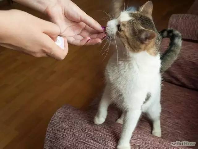 搬新家、换新厕，却被差评？“本喵憋屎抗议！”