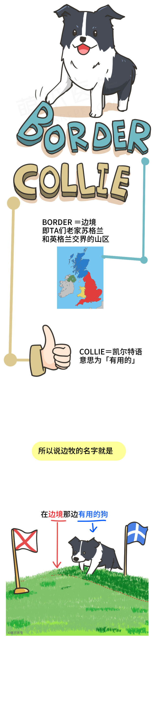 边牧的智商真的有6-8岁那么高吗,边牧和巴拉布拉多他俩谁的智商高