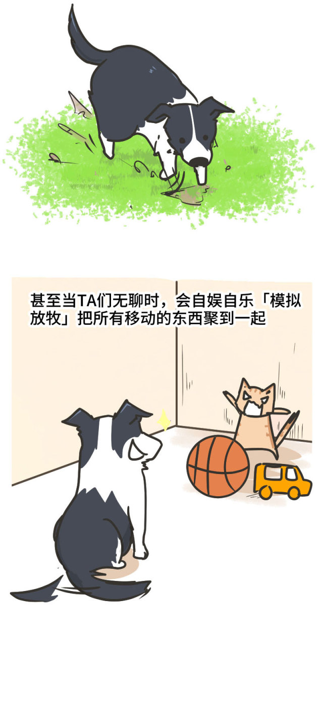 边牧的智商真的有6-8岁那么高吗,边牧和巴拉布拉多他俩谁的智商高