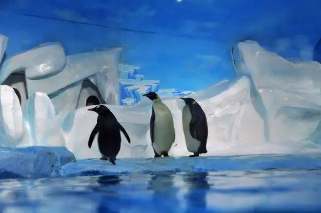 属鸡的人，去这些地方都免费了……