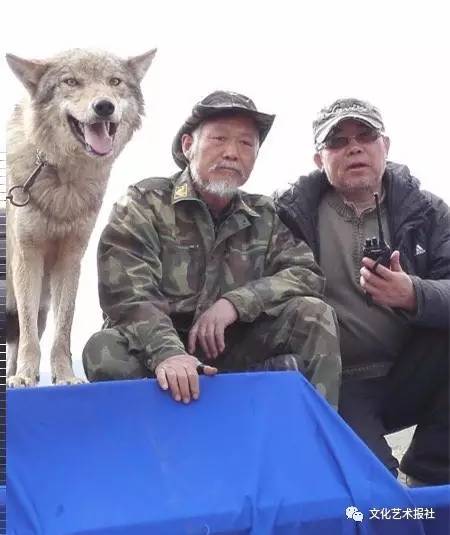 电影血狼犬中的犬,血狼犬护主电影