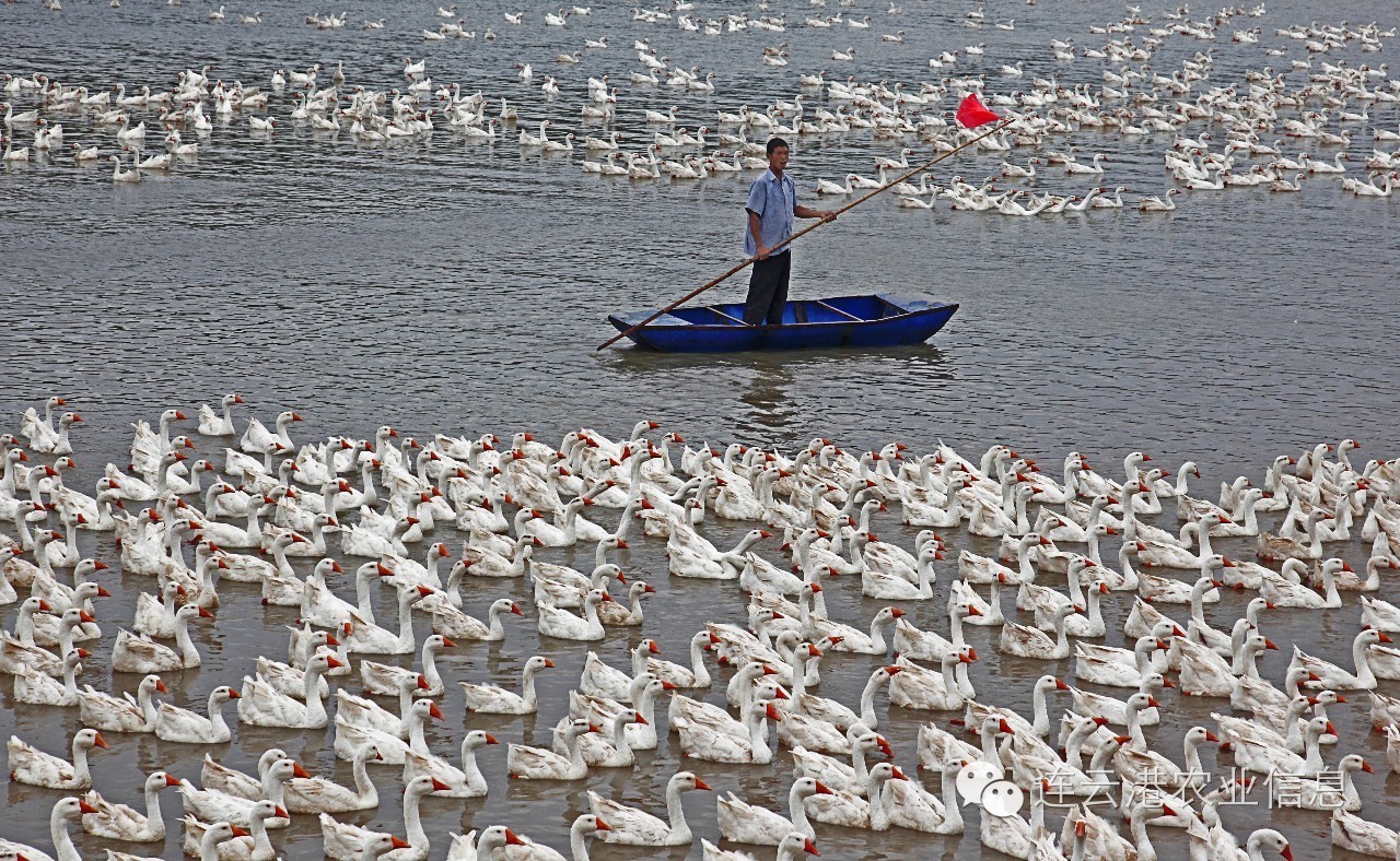 现代农业十强十佳名单,我省农业交出亮眼成绩单
