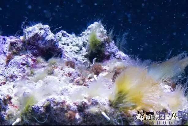 海缸活石爆藻最快要几天,怎么开爆藻灯不会爆藻