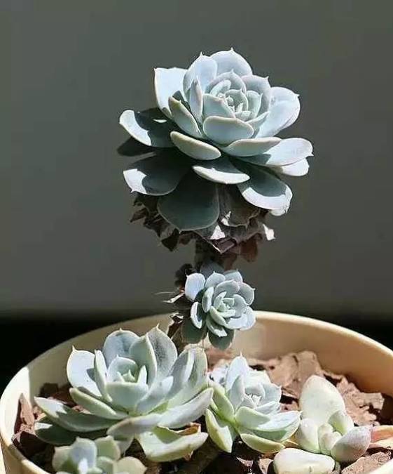 秀肉肉｜多肉老桩的5大形态，每一个我都爱！