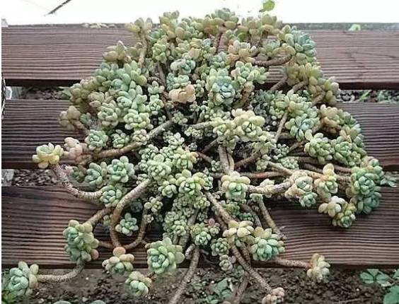 秀肉肉｜多肉老桩的5大形态，每一个我都爱！