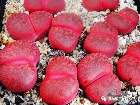 vista观天下春节旅游,vista看天下冰雪大世界