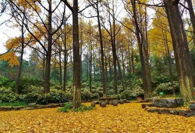 南京骑车一日游玩攻略,南京纯玩一天游攻略