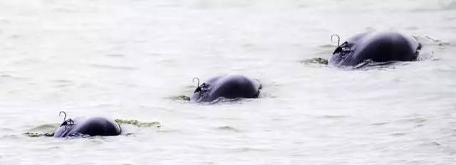 疼！一个铁钩，钩住的是全人类的的心