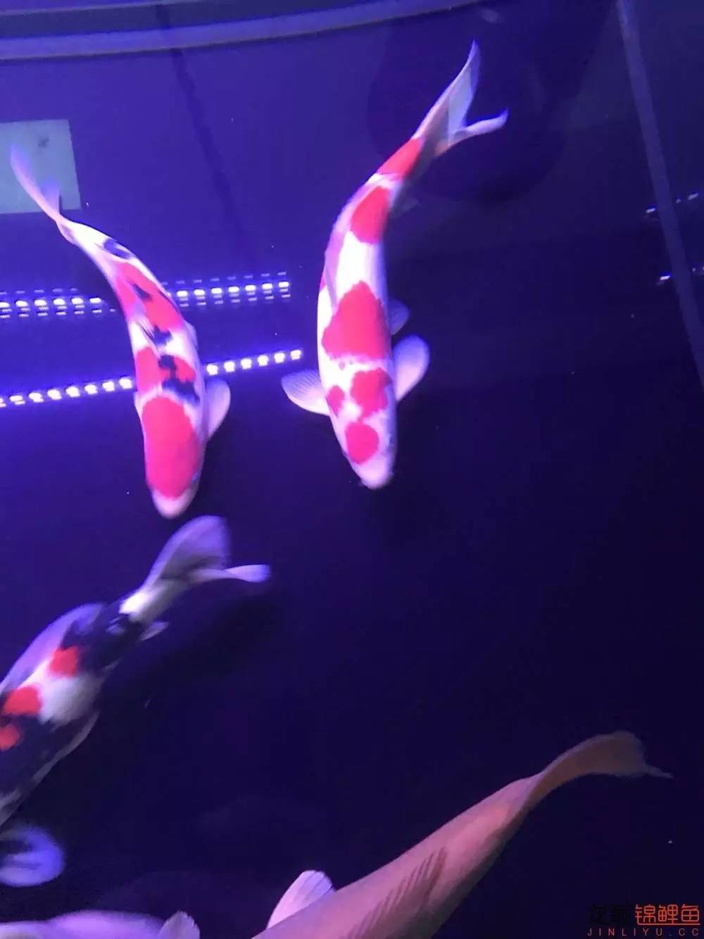 地缸里面漂浮的粉末怎么解决,粘的地缸怎么干得快