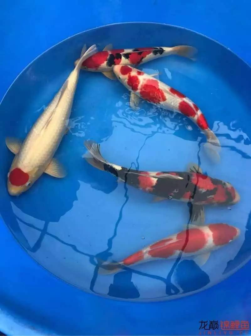 地缸里面漂浮的粉末怎么解决,粘的地缸怎么干得快