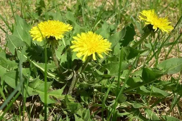 春天的野菜是大自然的馈赠,春天的野菜都是宝