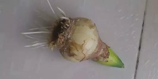 植物黄叶烂根了怎么补救,植物叶发黄是缺什么元素