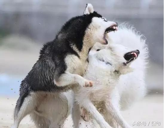 哈士奇再战萨摩耶,两傻相争必有一伤呐~这眼神亮了!