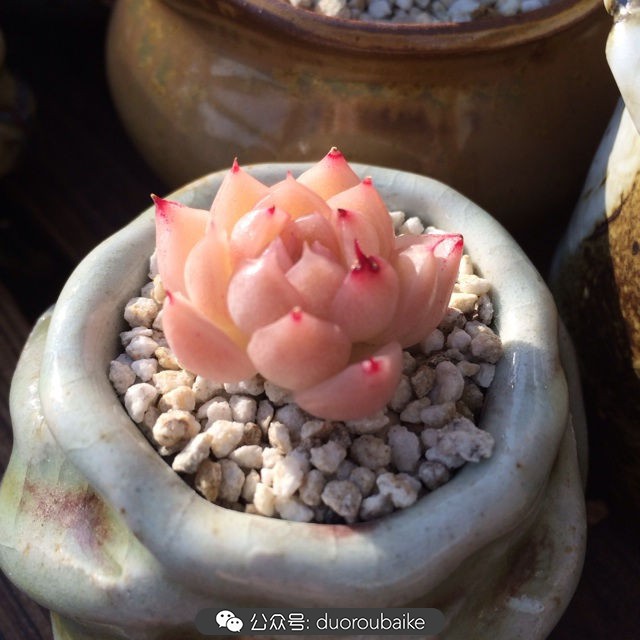 院子阳光房多肉,阳光房庭院多肉