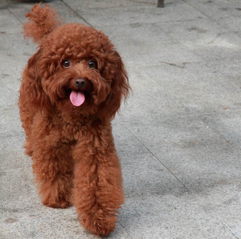 泰迪真的是狗吗,怎么分辨真假黑色泰迪狗狗