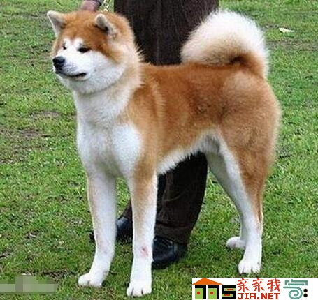 纯黑狗狗品种大全,狗狗品种大全智商排名