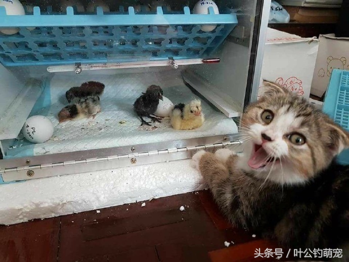 最怂的猫可能是只假猫,一动不动还以为是假猫