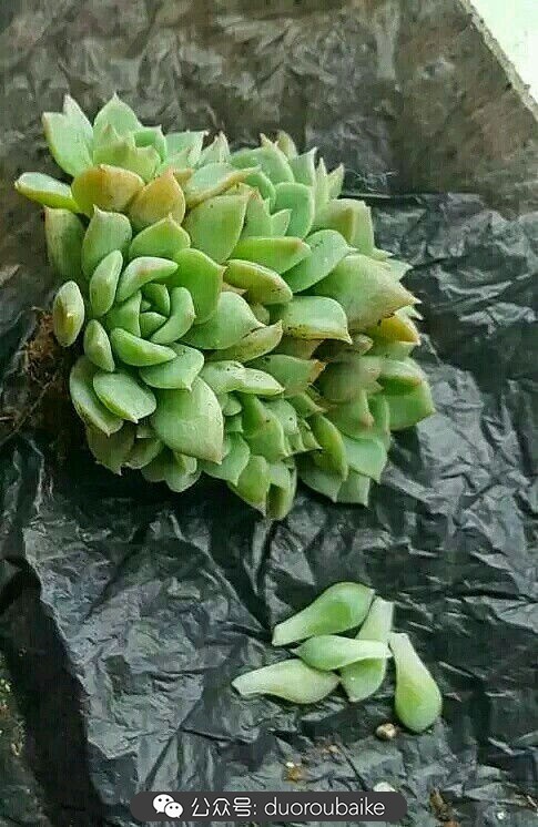 养多肉的基本常识和技巧,养多肉的正确方法讲解