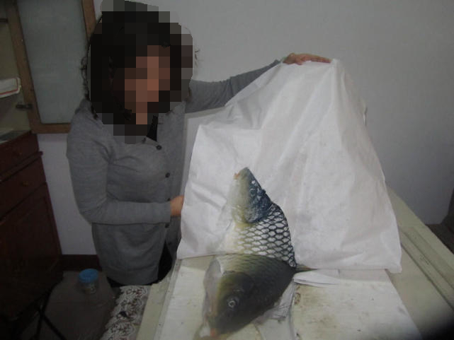 钓获巨鲤,钓巨型大鱼被伤