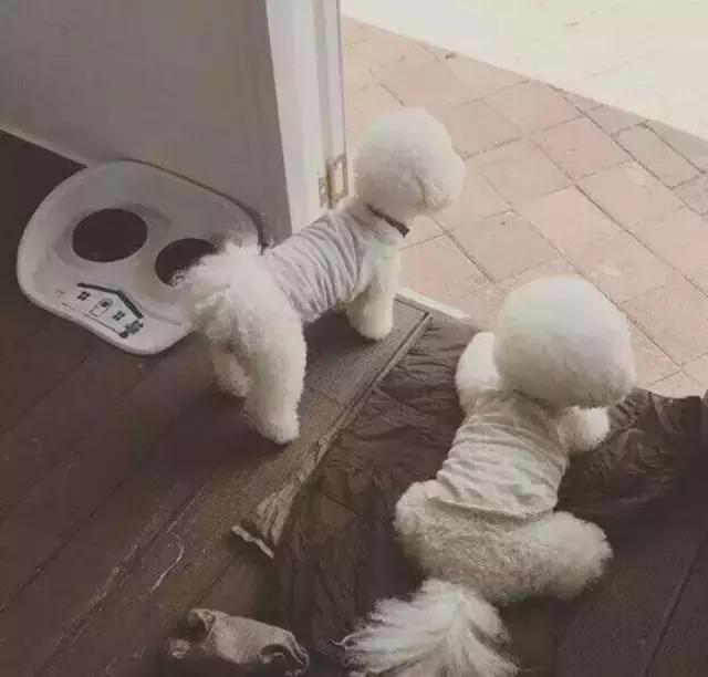 比熊犬厕所推荐,比熊犬怎么训练详细教程