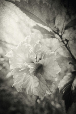 原创｜《梦里花落知多少》她说她爱他，那年青梅伴竹马