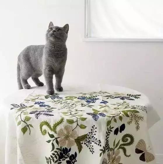 桌布减肥,一张桌布带来的奇迹